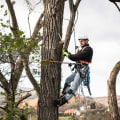 The Comprehensive Services Offered by a Tree Service Company in Fayetteville, Georgia