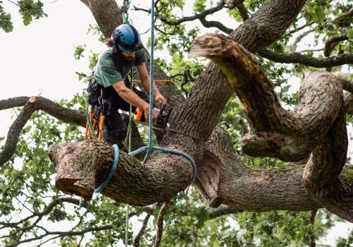Exploring Discounts and Promotions Offered by Tree Service Companies in Fayetteville, Georgia